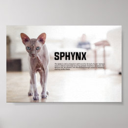 Poster Sphynx race de chats