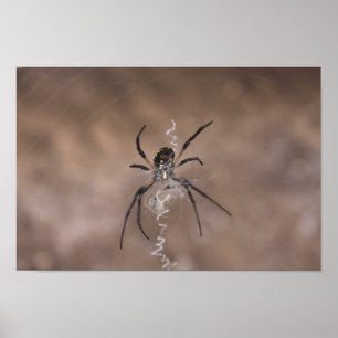 Poster Spider