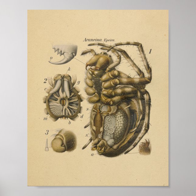 Poster Spider Anatomy Print Paul Pfurtscheller (Devant)