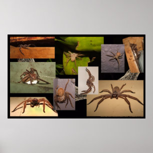 Poster Spider Huntsman