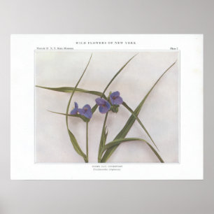 Poster Spider Lily; Spiderwort - Tradescantia virginiana