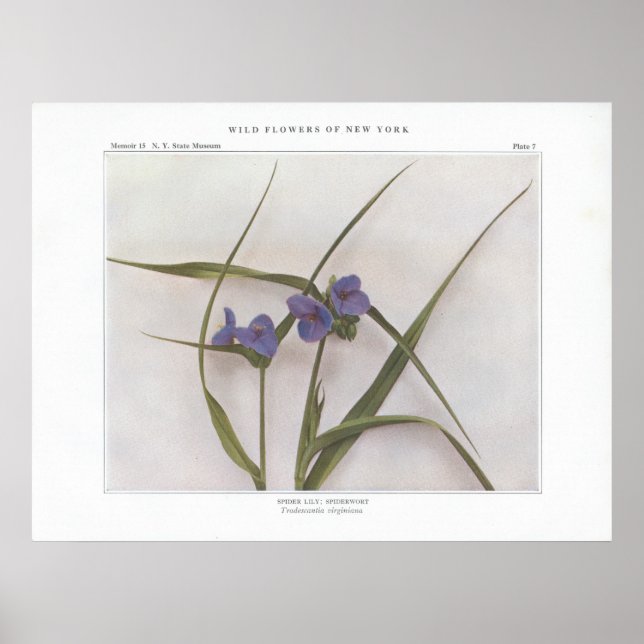 Poster Spider Lily; Spiderwort - Tradescantia virginiana (Devant)