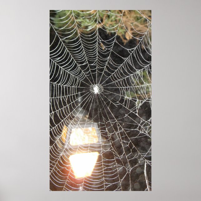 Poster Spider Web à la nuit Photographie Arachnologie (Devant)
