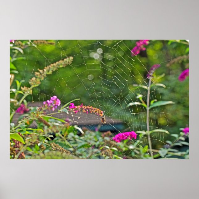 Poster Spider Web On Butterfly Bush (Devant)