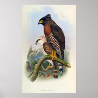 Poster Spilornis Rufipectus (Serpent-aigle Sulawesi)