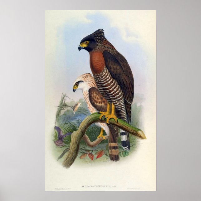 Poster Spilornis Rufipectus (Serpent-aigle Sulawesi) (Devant)