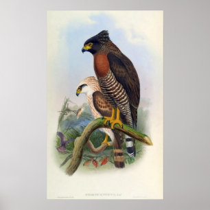 Poster Spilornis Rufipectus (Sulawesi Serpent-eagle)
