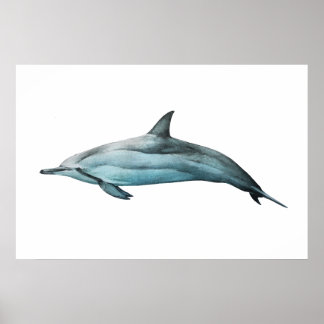 Poster Spinner Dolphin realistic illustration Print