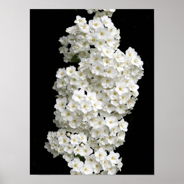Poster Spirea Arguta (Devant)