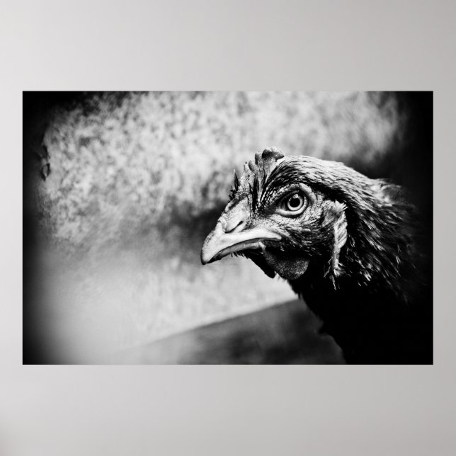 Poster spiritueux et poulets (Devant)