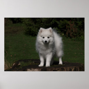 Poster Spitz japonais/chiot esquimau américain