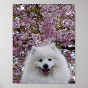 Poster Spitz japonais/fleurs de cerisier esquimaudes