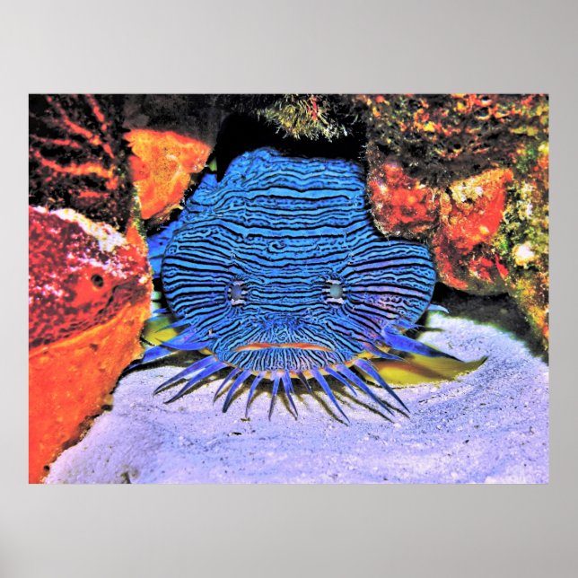 Poster Splendide poisson-crapaud (Devant)
