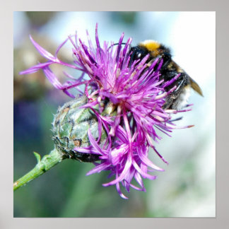 Poster Splendor été