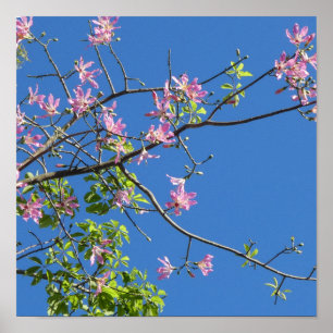 Poster Spring, branch of a blossoming tree