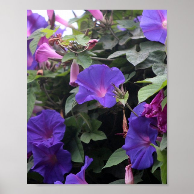 Poster Spring Morning Glories en bleu (Devant)