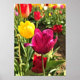 Poster Spring tulips, Oregon