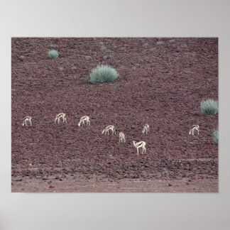 Poster Springboks Grazing For Food, Le Désert Du Namib.