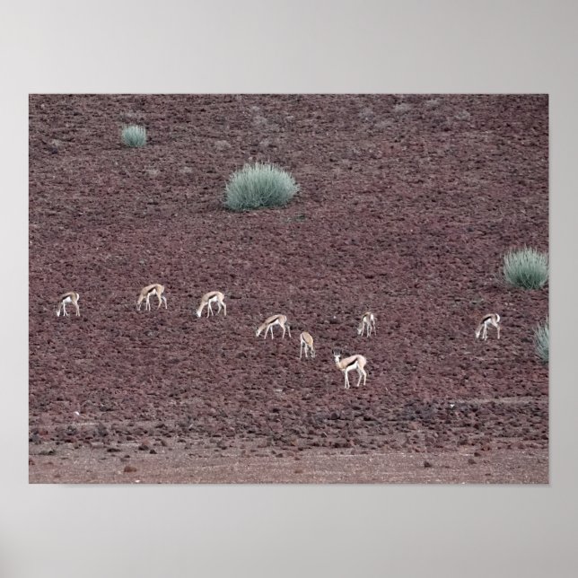 Poster Springboks Grazing For Food, Le Désert Du Namib. (Devant)