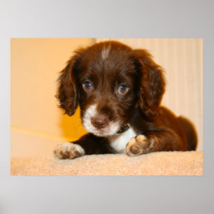 Poster Springer Cocker Spaniel chiot croisé