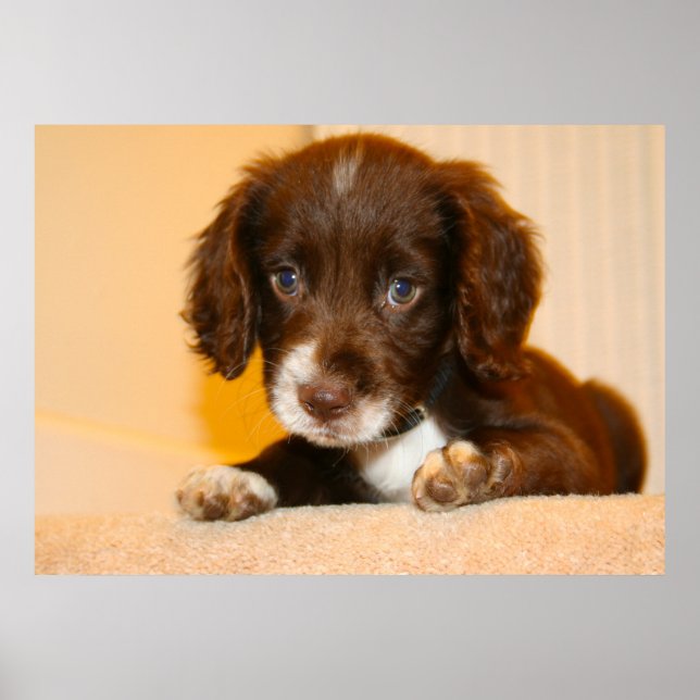Poster Springer Cocker Spaniel chiot croisé (Devant)