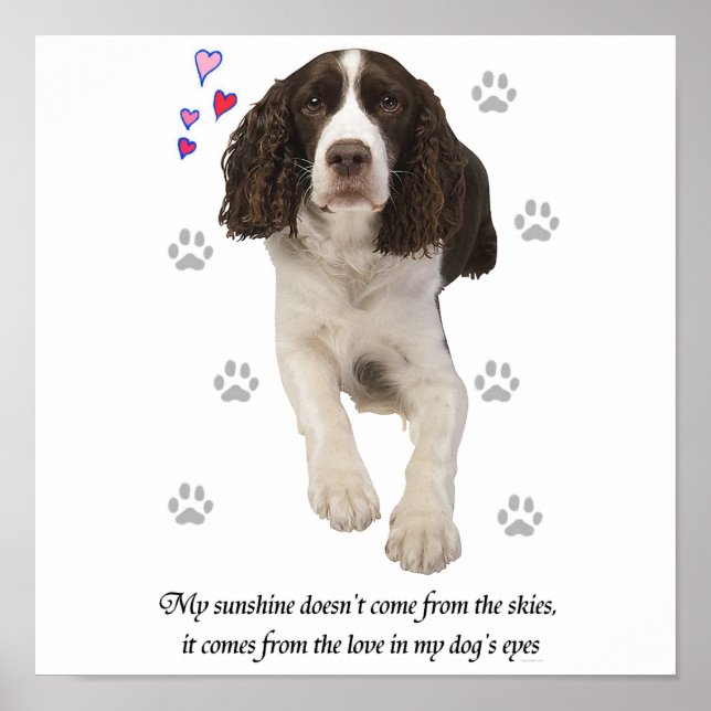Poster Springer Spaniel Anglais Chien (Devant)