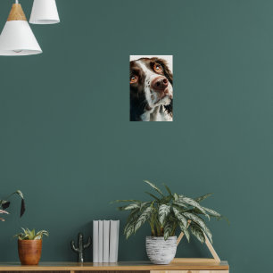 Poster Springer spaniel marron 