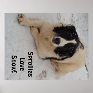 Poster Sprollie im Schnee