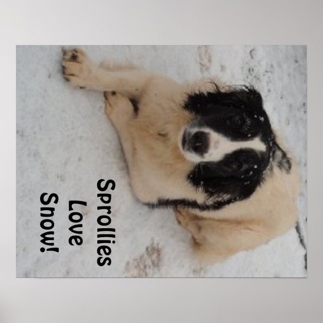 Poster Sprollie im Schnee (Vorne)