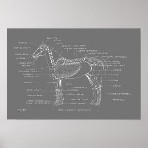 Poster SQUELETON DU CHEVAL 19 x 13 Imprimer