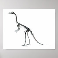 squelette compsognathus