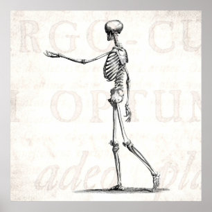 Poster Squelette d'antiquité squelette des années 1800 vi
