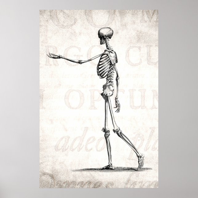 Poster Squelette d'antiquité squelette des années 1800 vi (Devant)