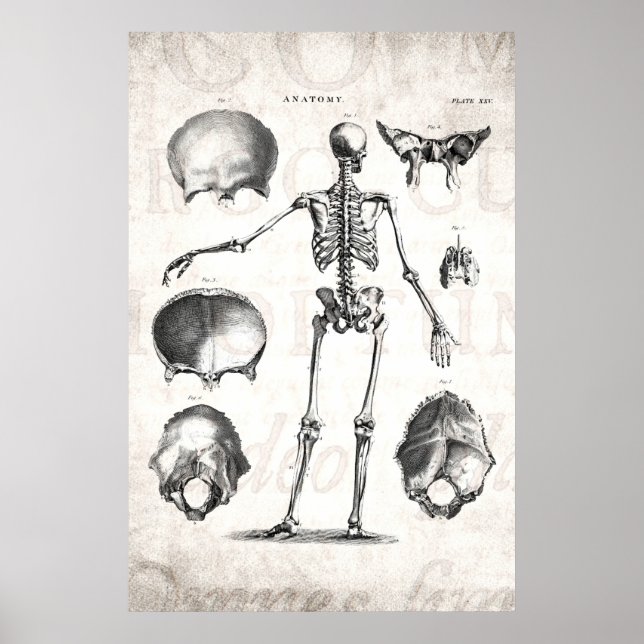 Poster Squelette d'antiquité squelette des années 1800 vi (Devant)