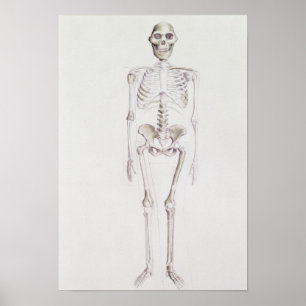 Poster Squelette d'Australopithèque