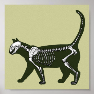 Poster Squelette de chat