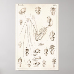 Poster Squelette de chauve-souris et crânes Anatomie vété
