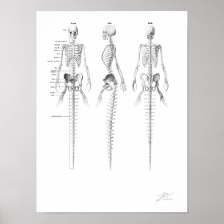 Poster Squelette de sirène