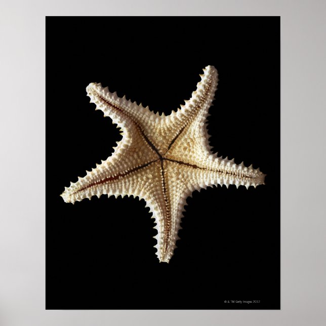 Poster Squelette de Starfish, gros plan (Devant)