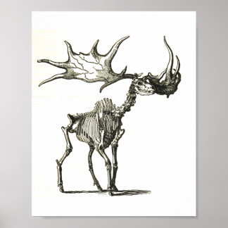 Poster squelette de wapiti, histoire naturelle, nature, o