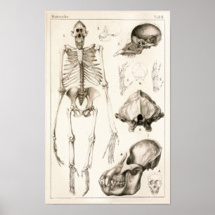 Poster Squelette d'Orangutan Crâne Anatomie vétérinaire I