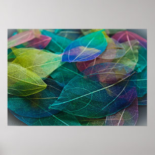 Poster Squelette Feuille