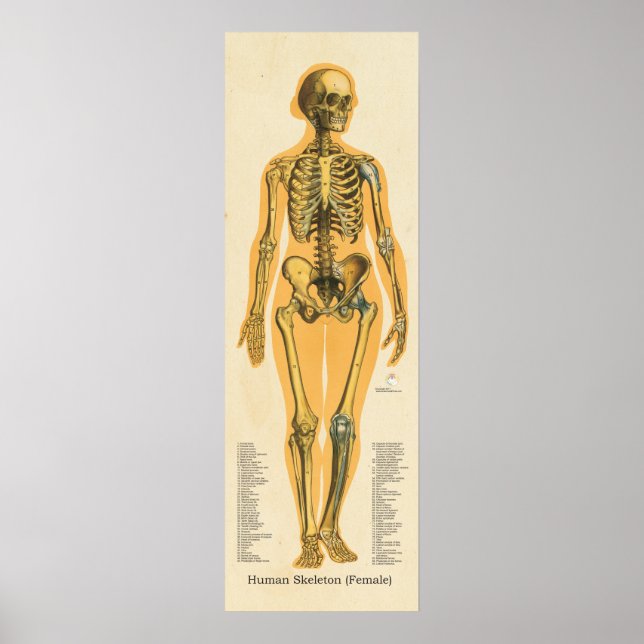 Poster Squelette humain Anatomie des os Graphique Femme (Devant)
