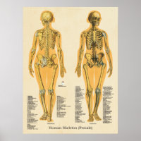 Squelette humain Anatomie des os Graphique Femme