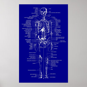 Poster Squelette Style de plan