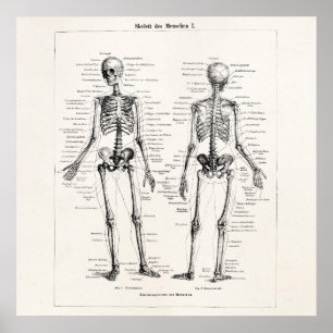 Poster Squelette vintage Anatomie humaine Os Os Crâne