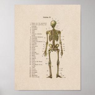 Poster Squelette vintage espagnol d'impression d'anatomie