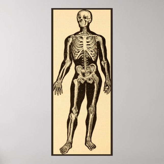 Poster squelette vintage illustration âge blanc (Devant)