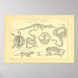 Poster Squelettes de grenouille de tortue de serpent de