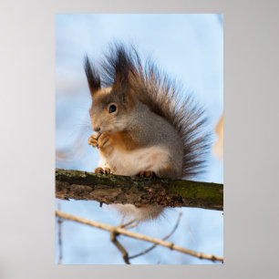 Poster Squirrel